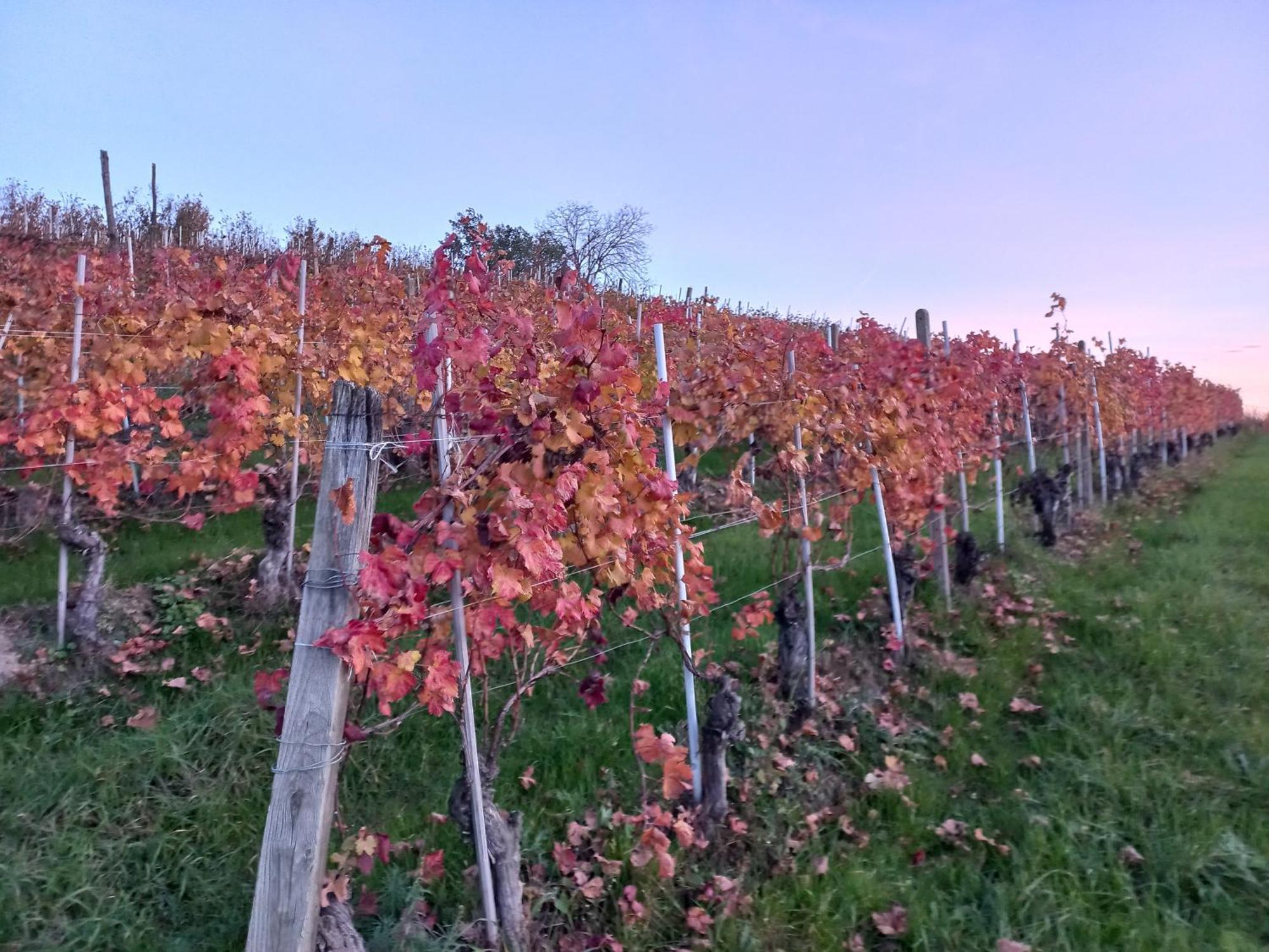 La Briccola Villa Diano d'Alba Luaran gambar