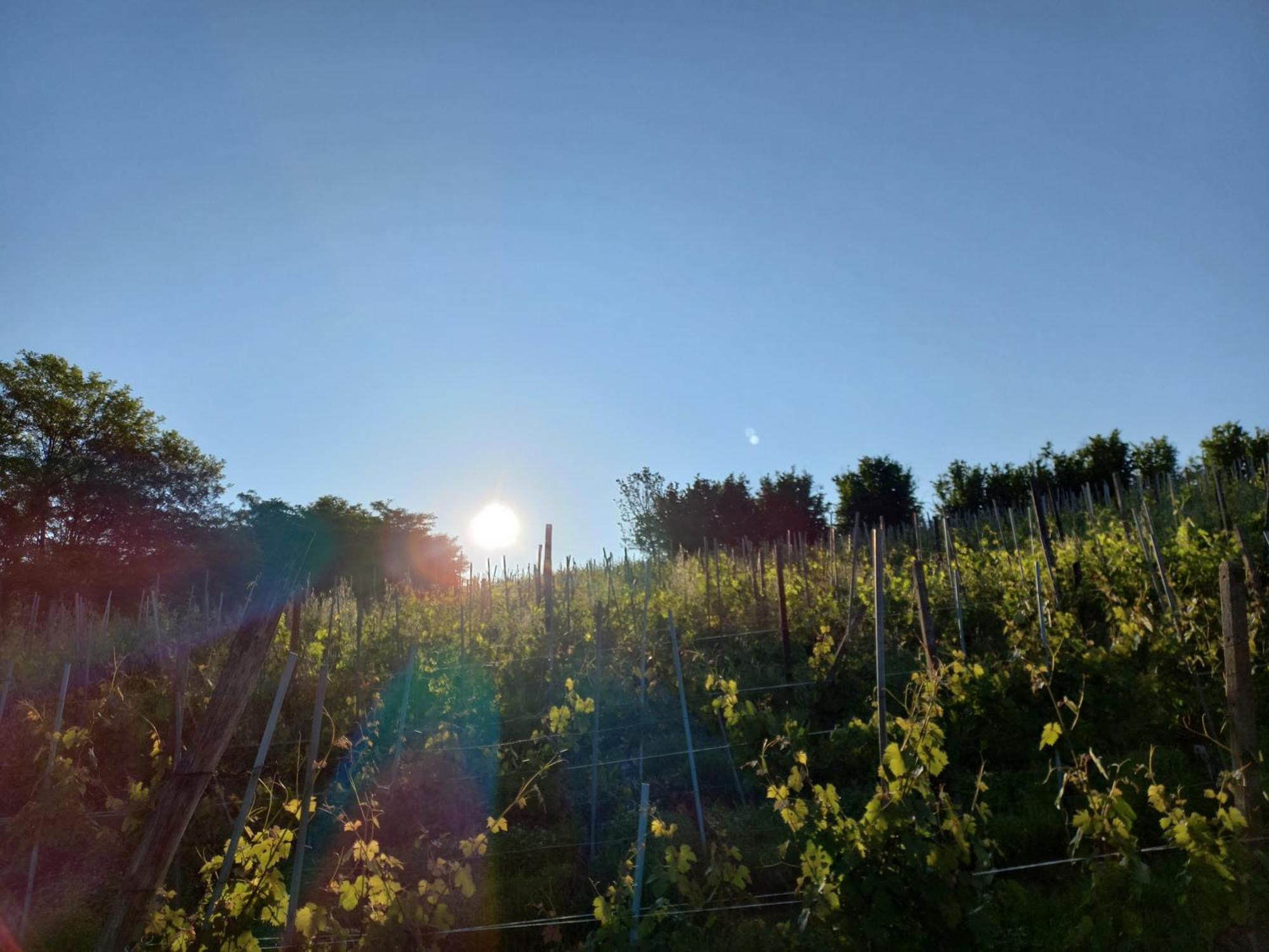 La Briccola Villa Diano d'Alba Luaran gambar